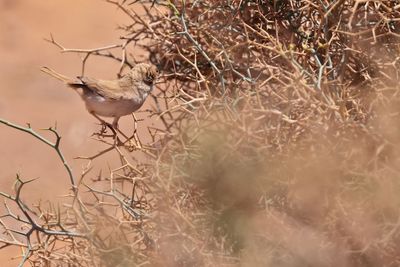 African desert warbler