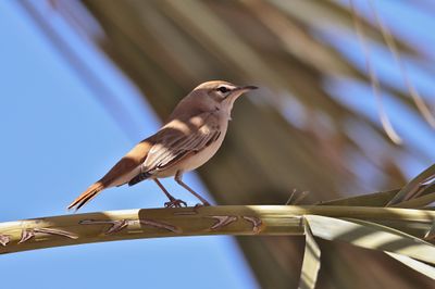 Rufous-tailed Scrub Robin (Cercotrichas galactotes)