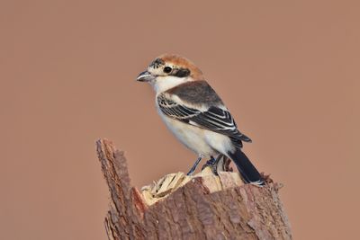 Woodchat shrike