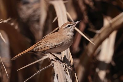 Rufous-tailed Scrub Robin