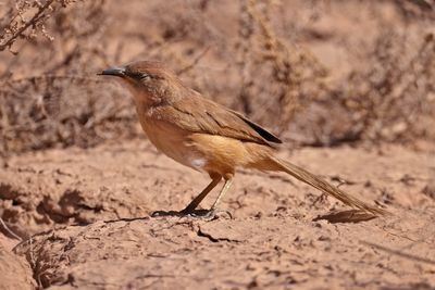 fulvous chatterer (Argya fulva)