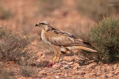 Long-legged buzzard