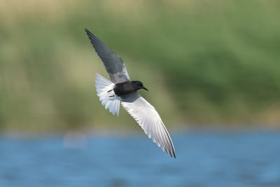 black tern (Chlidonias niger)
