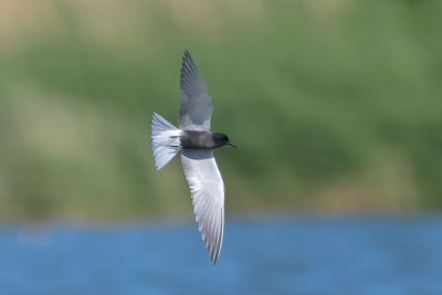 black tern (Chlidonias niger)