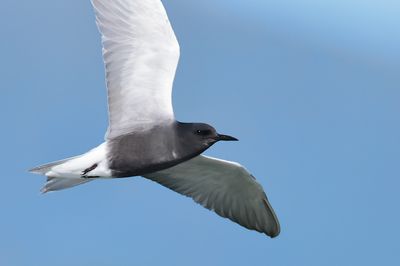 black tern (Chlidonias niger)