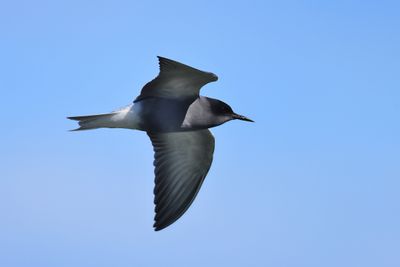 black tern (Chlidonias niger)