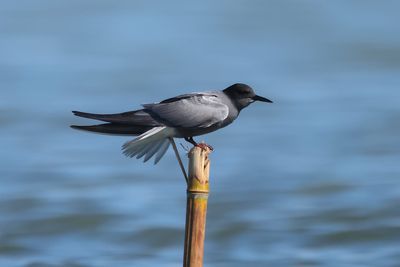 black tern (Chlidonias niger)