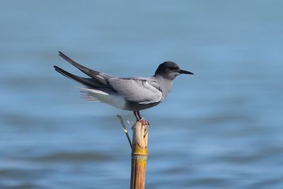 black tern (Chlidonias niger)