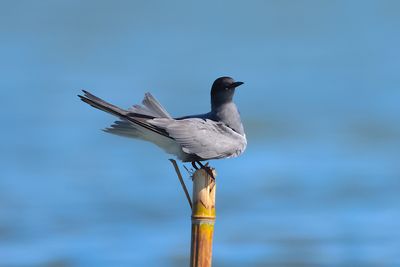 black tern (Chlidonias niger)
