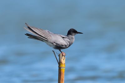 black tern (Chlidonias niger)