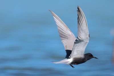 black tern (Chlidonias niger)