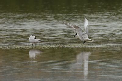 gull-billed tern (Gelochelidon nilotica)
