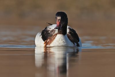shelduck (Tadorna tadorna)