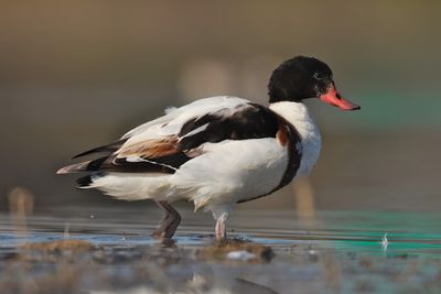 shelduck (Tadorna tadorna)
