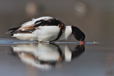 shelduck (Tadorna tadorna)