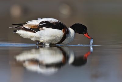 shelduck (Tadorna tadorna)