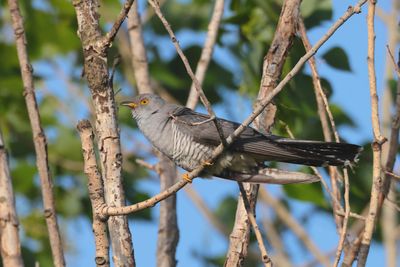 cuckoo (Cuculus canorus)