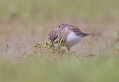 Temmink's stint (Calidris temminckii)