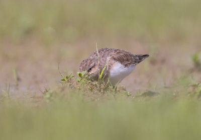 Temmink's stint (Calidris temminckii)