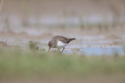 Temmink's stint (Calidris temminckii)