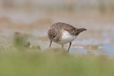 Temmink's stint (Calidris temminckii)