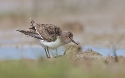 Temmink's stint (Calidris temminckii)