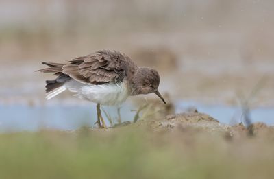 Temmink's stint (Calidris temminckii)