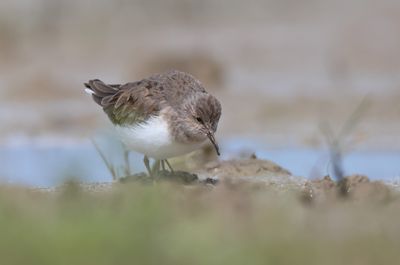 Temmink's stint (Calidris temminckii)