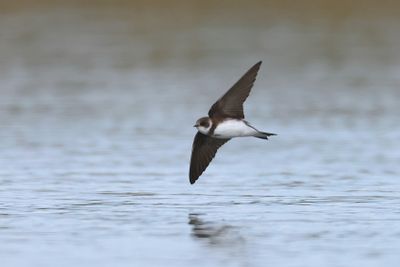 sand martin (Riparia riparia)