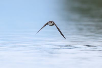 sand martin (Riparia riparia)