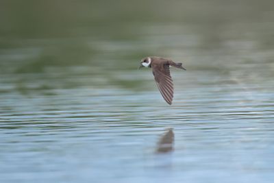 sand martin (Riparia riparia)