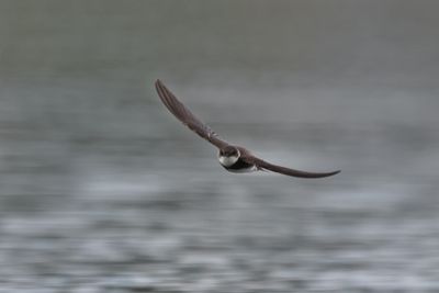 sand martin (Riparia riparia)