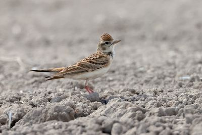 Short-Toed Lark (Calandrella brachydactyla)