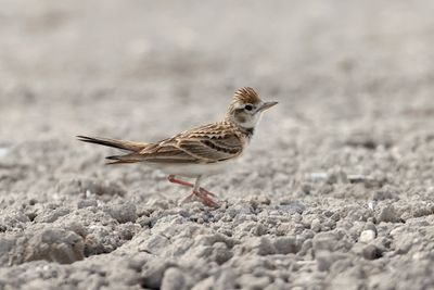 Short-Toed Lark (Calandrella brachydactyla)