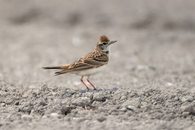 Short-Toed Lark (Calandrella brachydactyla)
