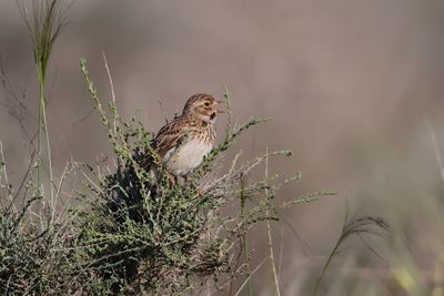 Lesser short-toed lark (Calandrella rufescens)