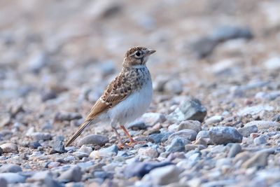 Lesser short-toed lark (Calandrella rufescens)