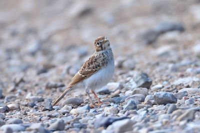 Lesser short-toed lark (Calandrella rufescens)