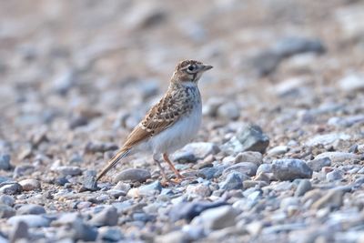 Lesser short-toed lark (Calandrella rufescens)