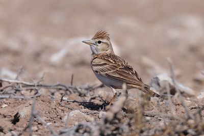 Short-Toed Lark (Calandrella brachydactyla)