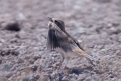 Short-Toed Lark (Calandrella brachydactyla)