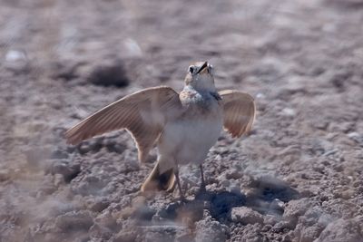 Short-toed lark