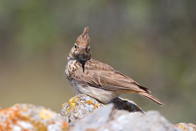 Crested lark (Galerida cristata)