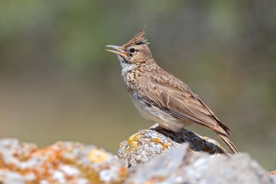 Crested lark