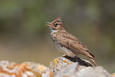 Crested lark