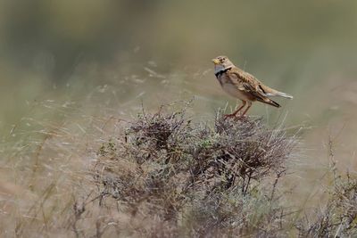 Calandra lark (Melanocorypha calandra)