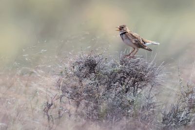 Calandra lark (Melanocorypha calandra)