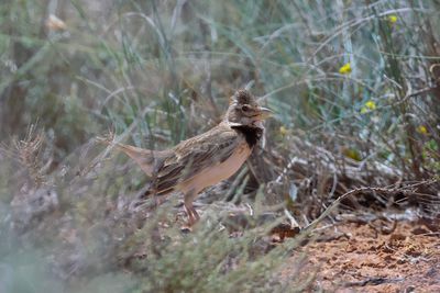 Calandra lark (Melanocorypha calandra)
