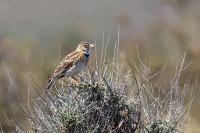 Calandra lark (Melanocorypha calandra)
