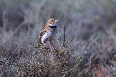 Calandra lark